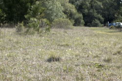 Photo taken at UCSC Campus Natural Reserve © 2006 Dylan Neubauer. 